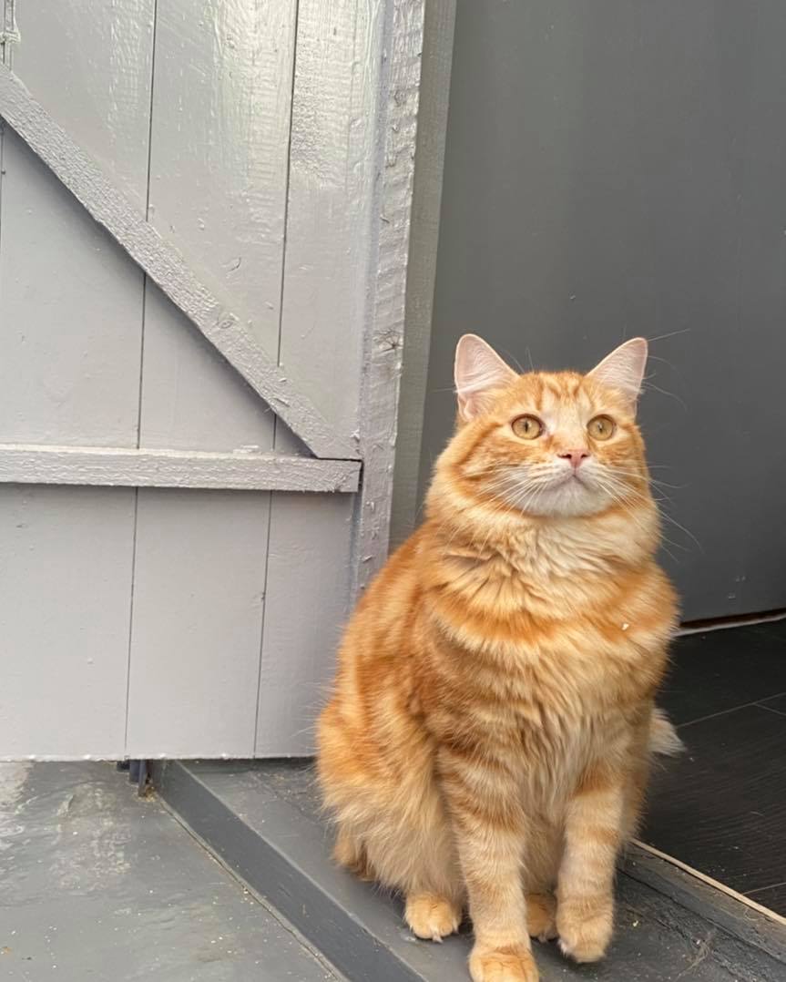 Fluffy ginger cat sitting in a doorway