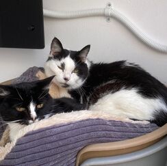 Two black and white cats sharing a bed