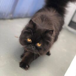 Black long-haired cat