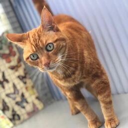 Ginger cat looking at the camera
