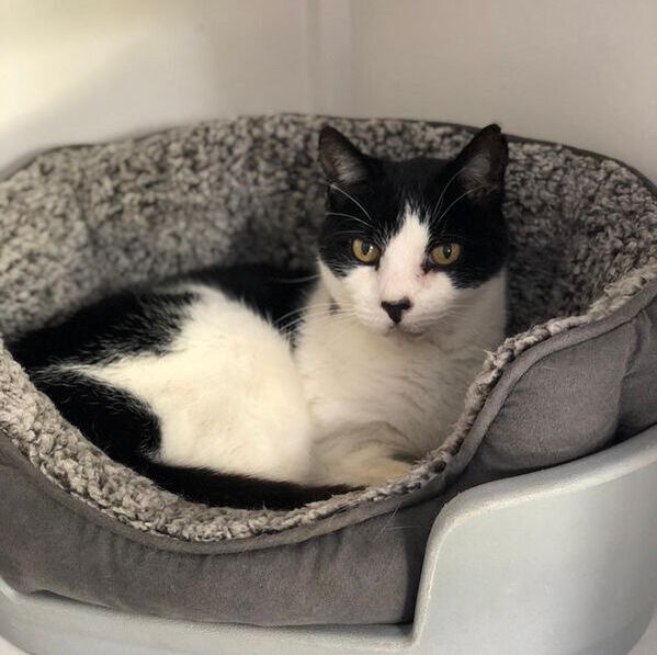 Black and white cat in a bed