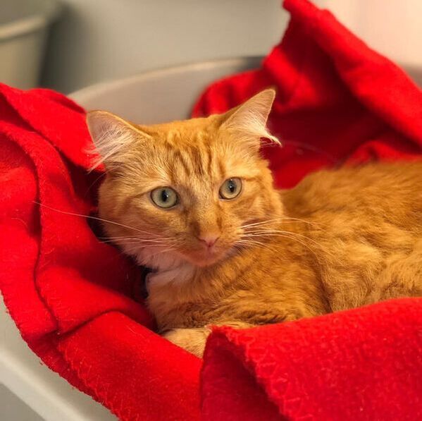 Ginger cat on a red blanket